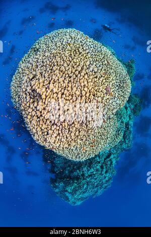 Dome Korallen (Porites nodifera) Pinnacle oder bommie von Fischen umgeben, einschließlich Scalefin Anthias (Pseudanthias squamipinnis), mit Taucher Fury Shoal, zB Stockfoto