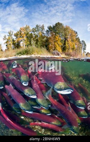 Split-Level-Foto von Gruppe von Sockeye Lachs (Oncorhynchus nerka) kämpfen ihren Weg stromaufwärts, als sie zurück zu dem Fluss ihrer Geburt zu spaw wandern Stockfoto