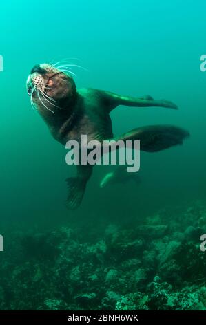 Stellersealion (Eumetopias jubatus) männlich Laden vorbei an der Kamera. Race Rocks, Victoria, Vancouver Island, British Columbia. Kanada. Nordost-Pazif Stockfoto