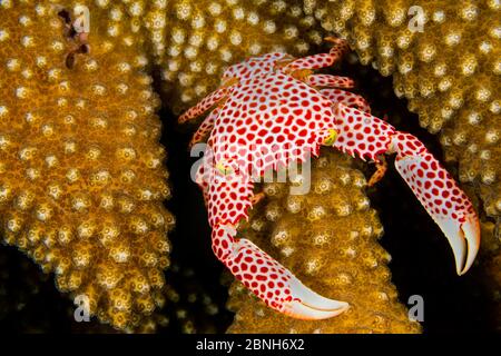 Rotfleckige Wachskrabbe (Trapezia tigrina) Weibchen auf einer Koralle (Pocillopora sp.). Seraya, Tulamben, Bali, Indonesien. Java-Meer Stockfoto