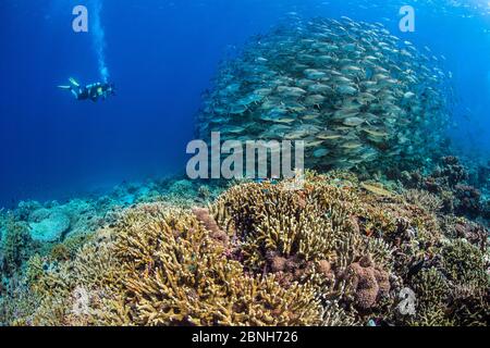 Taucher fotografiert eine Schule von Big Eye trevally (Caranx sexfasciatus). Süd-Atoll, Tubbataha Atolle, Tubbataha Riffe Naturpark, Palawan, Philippi Stockfoto