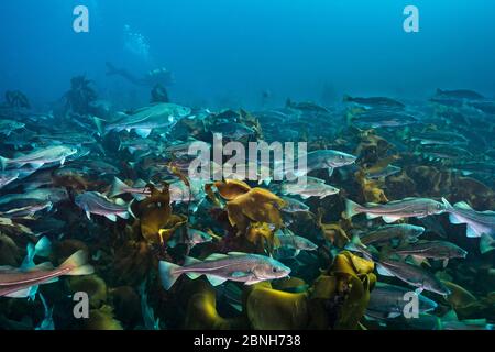 Taucher schwimmen mit einer Ansammlung von Cod (Gadus morhua) über einem Kelp Wald. Diese Kabeljau wurden im Frühjahr vor der Nordküste Islands gesammelt Stockfoto