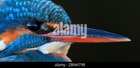 Kingfisher (Alcedo atthis) Nahaufnahme Porträt von Weibchen, Großbritannien, Januar. Stockfoto