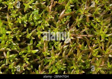 Sumpf-Steinchen (Crassula helmsii) Nahaufnahme, Somme-Tal, Frankreich, April Stockfoto