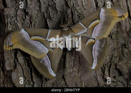 Ailanthus silkmoth (Samia cynthia) eine eingeschleppte Art, gegen Baumstamm genommen, Frankreich Stockfoto