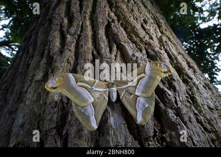 Ailanthus silkmoth (Samia cynthia) eine eingeschleppte Art, gegen Baumstamm genommen, Frankreich Stockfoto