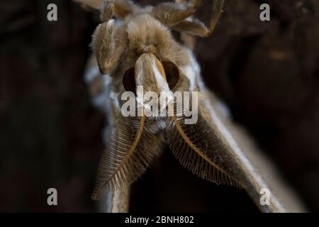 Ailanthus silkmoth (Samia cynthia) eine eingeschleppte Art, Nahaufnahme Porträt, Frankreich Stockfoto