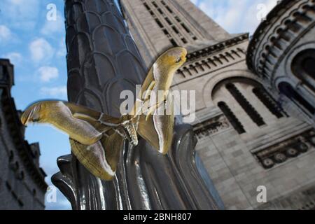 Ailanthus silkmoth (Samia Cynthia) eine eingeführte Arten, während des Tages in der Nähe von Sacre Coeur, Paris, Frankreich September getroffen Stockfoto