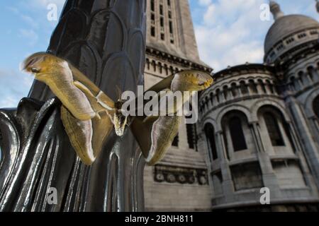 Ailanthus silkmoth (Samia Cynthia) eine eingeführte Arten, während des Tages in der Nähe von Sacre Coeur, Paris, Frankreich September getroffen Stockfoto