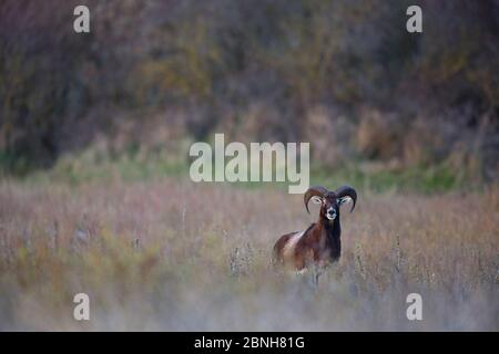Mouflon (Ovis gmelini musimon) eine Art, die im Baie de Nature Somme Reserve, Frankreich, April 2015 eingeführt wurde Stockfoto