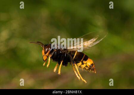 Asiatische räuberischen Wespe (Vespa velutina nigrithorax) Menschen zerstören und entfernen das Nest, invasive Arten, Nantes, Frankreich, September 2015 Stockfoto