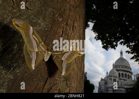 Ailanthus silkmoth (Samia cynthia) eine eingeschleppte Art, gegen Baumstamm genommen mit Sacre Couer hinter, Paris, Frankreich September Stockfoto