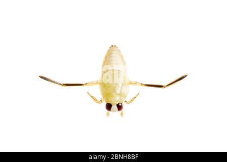 Gemeinsamer Rückenschwimmen (Notonecta glauca) im Wasser, Maine-et-Loire, Frankreich, Juni, meetyourneighbors.net Projekt Stockfoto