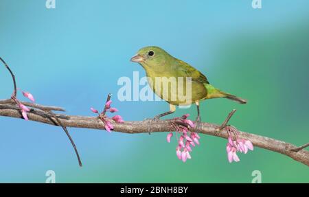 Bemalte Ammer (Passerina ciis ) weiblich, North Florida, USA, März. Stockfoto