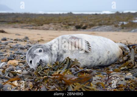 Kranke, verletzte Graue Robbenkuppie (Halichoerus grypus) 'Jenga', mit Bissspuren an den Flossen und am Körper und einer laufenden Nase, an der Gezeitenlinie aufgewaschen, Widem Stockfoto