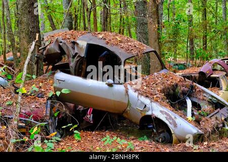 Trans am stürzte in Woods ein Stockfoto