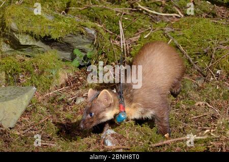 Die weibliche Pine Marten (Martes martes) wurde vom Vincent Wildlife Trust in Wales wiedereingeführt und forierte nachts im Wald, Cambrian Mountain Stockfoto