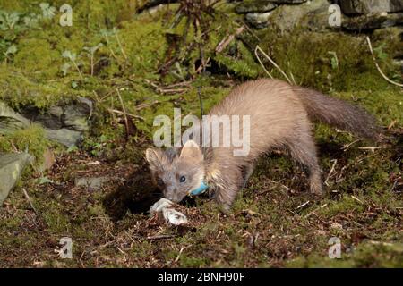 Radiokarregenweibchen Kiefernmarder (Martes martes), die nachts im Wald sammeln. Wiedereingeführt nach Wales durch den Vincent Wildlife Trust. Cambrian Mountai Stockfoto