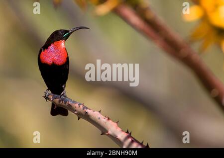 Scharlachrote Sonnenvogel (Chalcomitra senegalensis) auf einer Aloe, Sabi Sand Game Reserve, Südafrika Stockfoto