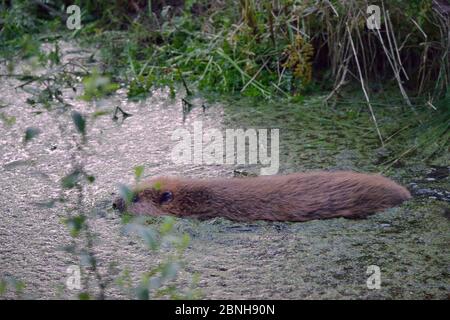 Eurasischer Biber (Castor Fiber) schwimmt in der Dämmerung nach dem Auftauchen aus einer künstlichen Lodge, an einem geheimen Ort während einer Biberwiedereinführung von Devon Stockfoto