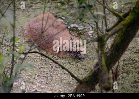 Eurasischer Biber (Castor Fiber) schwimmt in der Dämmerung nach dem Auftauchen aus einer künstlichen Lodge, an einem geheimen Ort während einer Biberwiedereinführung von Devon Stockfoto