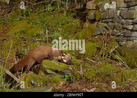 Radiokarregenweibchen Kiefernmarder (Martes martes), die nachts im Wald sammeln. Wiedereingeführt nach Wales durch den Vincent Wildlife Trust. Cambrian Mountai Stockfoto