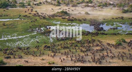 Cape Buffalo (Syncerus caffer) Luftaufnahme einer Herde, die einen Wasserkanal im Okavango Delta, Botswana überquert Stockfoto
