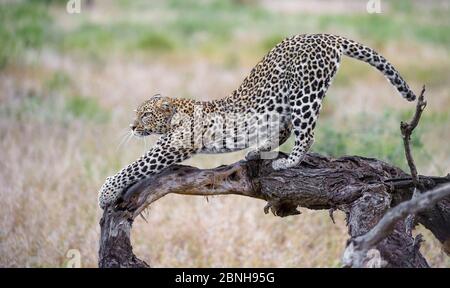 Leopard (Panthera pardus) Weibchen dehnt sich auf Holzstamm, Ndutu Tansania See. Stockfoto