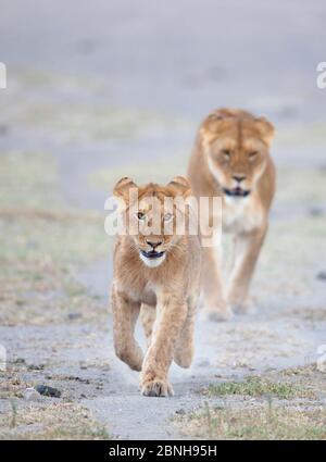 Löwen (Panthera leo) zwei laufen auf ein kleines Wasserloch zu, juvenil vor der Mutter, dem Ndutu Tansania See. Stockfoto