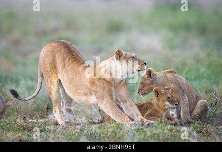 Löwin (Panthera leo) Stretching mit zwei jungen Jungen neben ihr, Lake Ndutu, Tansania Stockfoto