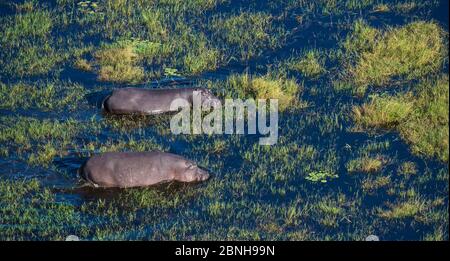 Luftbild des Okavango Delta Sumpfes in Botswana - mit Flusspferden (Hippopotamus amphibius) im Wasser. Stockfoto