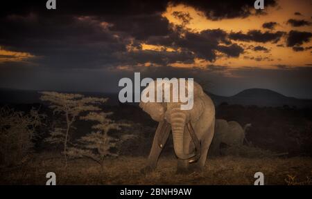 Afrikanischer Elefant (Loxodonta africana) riesiger alter Zünder, genannt One Ton bei Sonnenuntergang, Ol’Donyo Kenia. Stockfoto