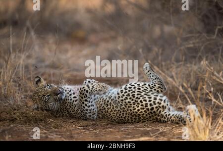 Leopard (Panthera pardus) junge Weibchen rollt in etwas Elefantendung, Greater Kruger National Park, Südafrika Stockfoto