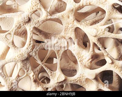 Realistische Knochen schwammige Struktur Nahaufnahme, Knochen Textur durch Osteoporose betroffen, 3d-Abbildung Stockfoto