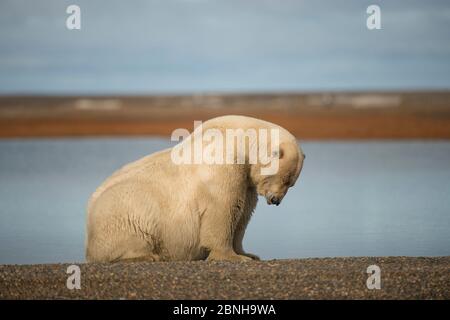 Eisbär (Ursus maritimus) schlafender Eber, nahe Kaktovik, Barter Island, Nordhang, Alaska, USA, September. Gefährdete Arten. Stockfoto