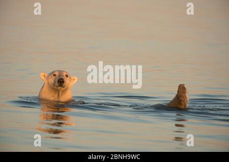 Junger Eisbär (Ursus maritimus), der mit Füßen als Rudern schwimmt, um sich zu bewegen, Beaufort Sea, vor dem 1002 Küstengebiet des Arktischen Nationalen Wildlifs Stockfoto