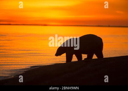 Eisbär (Ursus maritimus) am Wasser bei Sonnenuntergang, Bernard Spit, abseits des 1002-Gebiets, Arctic National Wildlife Refuge, North Slope, Ala Stockfoto