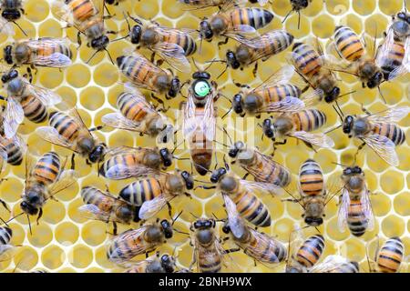 Europäische Honigbienen (APIs mellifera) mit markierter Königin unter den Arbeitern auf Wabe. Lothringen, Frankreich. Mai. Stockfoto