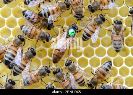 Europäische Honigbienen (APIs mellifera) mit markierter Königin unter den Arbeitern auf Wabe. Lothringen, Frankreich. Mai. Stockfoto