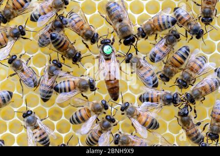 Europäische Honigbienen (APIs mellifera) mit markierter Königin unter den Arbeitern auf Wabe. Lothringen, Frankreich. Mai. Stockfoto