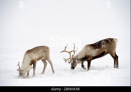 Rentiere (Rangifer tarandus) grasen auf Lichen unter Schnee. Yar-Sale Bezirk, Yamal, Nordwest-Sibirien, Russland. April. Stockfoto