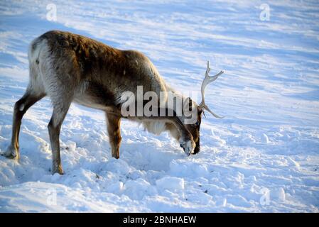 Rentiere (Rangifer tarandus) grasen auf Lichen unter Schnee. Yar-Sale Bezirk, Yamal, Nordwest-Sibirien, Russland. April. Stockfoto