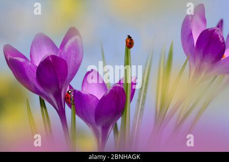 Frühlingscrocus (Crocus sp) mit Marienkäfer mit sieben Flecken (Coccinella 7-punctata) Norfolk, England, Großbritannien, März. Stockfoto