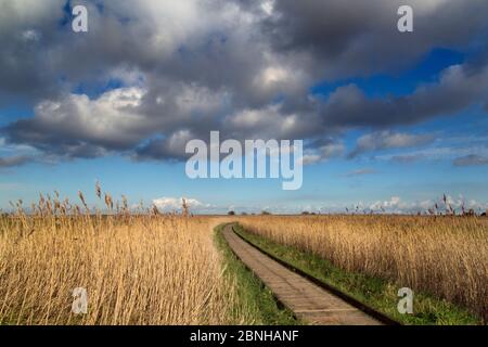 Schilf (Phragmites australis) und Board Walk an cley Naturschutzgebiet, Norfolk, England, Großbritannien, Februar. Stockfoto