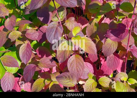 Himalaya-Birke (Betula utilis var jacquemontii) und Rotes Zweig-Dogwood (Cornus sericea), England, UK, September. Stockfoto