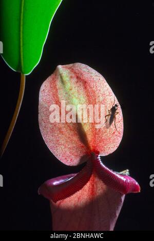 Kannenpflanze (Nepenthaceae) kultivierte Pflanze mit Fliegen. Stockfoto