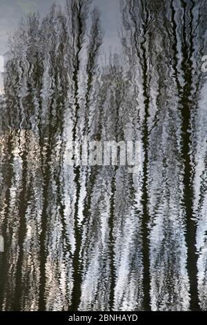 Lombardische Pappelbäume (Populus nigra italica), die sich im Fluss, England, Großbritannien, Februar widerspiegeln. Stockfoto