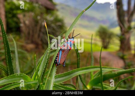 Koppie Schaumpierschrecke (Dictyophorus spumans) auf Gras, Natal, Südafrika. Stockfoto