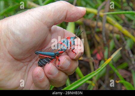 Koppie Schaumpierschrecke (Dictyophorus spumans) in menschlicher Hand gehalten, Natal, Südafrika. Stockfoto