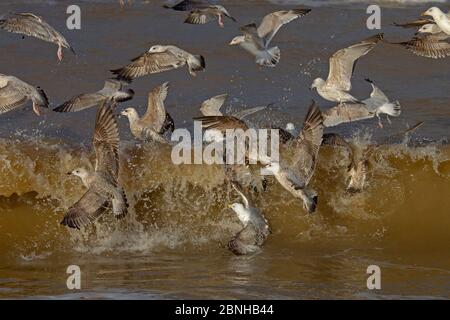 Heringmöwen (Larus argentatus) unreife Vögel füttern in der Nordsee, England, Großbritannien, Februar. Stockfoto